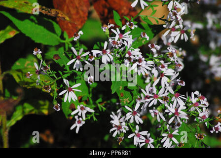 Schönen weißen und roten Wildblumen unter Orangen Blätter im Herbst in Upstate New York. Stockfoto