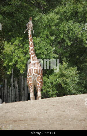 Eine große und schöne Giraffe, Giraffa Camelopardalis, steht in seiner Gegend herum und sucht nach einem Bissen zum Essen. Stockfoto