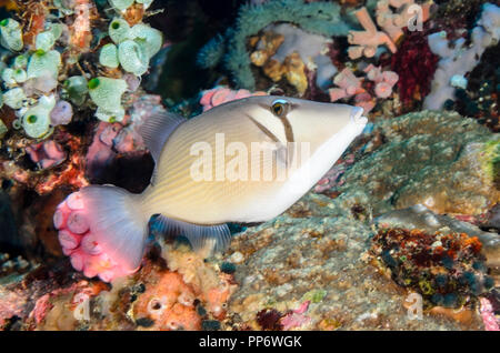 Scythe Drückerfische, Sufflamen Bursa, Verde Island, Batangas, Philippinen, Pazifik Stockfoto