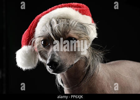 Chinesischer Schopfhund gekleidet bis Santa Claus in dunklen Studio Stockfoto