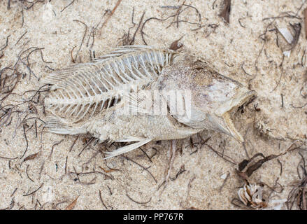 Fisch Skelett auf einem Yucatan Beach. Stockfoto