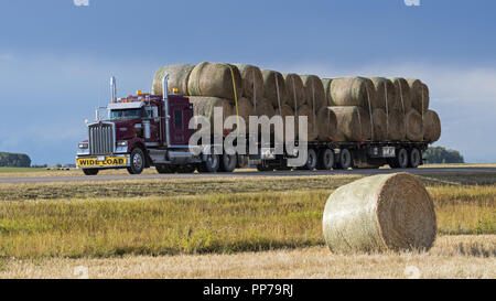 Olds, Alberta, Kanada. 11 Sep, 2018. Ein Semi Truck schleppt ein Tieflader mit großen Heuballen auf Alberta Highway 2, eine in der Nähe von Olds, Alberta geladen. Credit: bayne Stanley/ZUMA Draht/Alamy leben Nachrichten Stockfoto