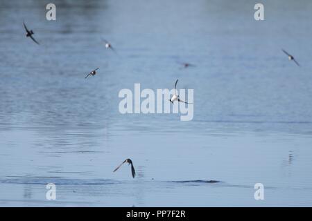 Eine Herde von House Martins (Delichon urbicum) ernährt sich heute Morgen auf den Pevensey-Ebenen, East SussexUK, von Insekten. Stockfoto