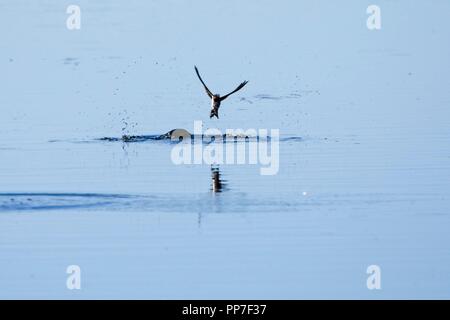 Eine Herde von House Martins (Delichon urbicum) ernährt sich heute Morgen auf den Pevensey-Ebenen, East SussexUK, von Insekten. Stockfoto