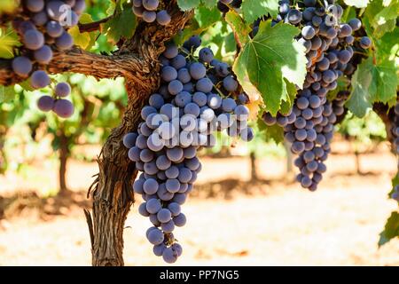 Campo de vides, Santa Maria, Mallorca, Balearen, Spanien, Europa. Stockfoto