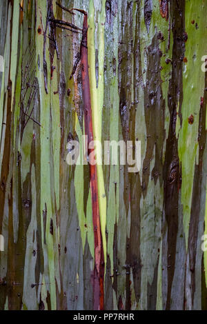 Malte Eukalyptus Baumrinde Nahaufnahme Streifen in Rot, Grün, Grau und Braun Stockfoto