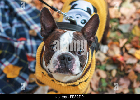 Boston Terrier Hund suchen in die Kamera im Herbst Park Stockfoto