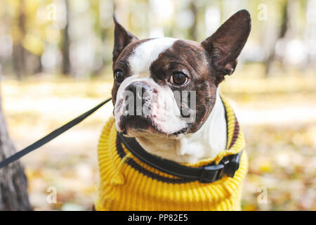 Portrait von Boston Terrier Hund im Herbst Park Stockfoto