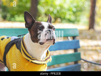 Hund Boston Terrier in gelb Pullover sitzt auf der Bank in der Par Stockfoto