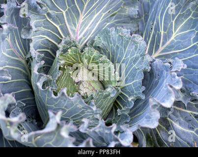 Einen schönen organischen Sommer Kohl auf eine Farm in Oregon gewachsen. Ideal für den Einsatz in Sauerkraut. Stockfoto