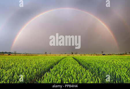 Regenbogen über Weizenfeld, Panorama Stockfoto