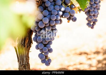 Campo de vides, Santa Maria, Mallorca, Balearen, Spanien, Europa. Stockfoto