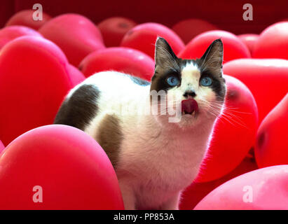 Weiß Schneeschuh Katze mit blauen Augen seine Zunge heraus haften, mit roten, herzförmige Luftballons umgeben. Stockfoto