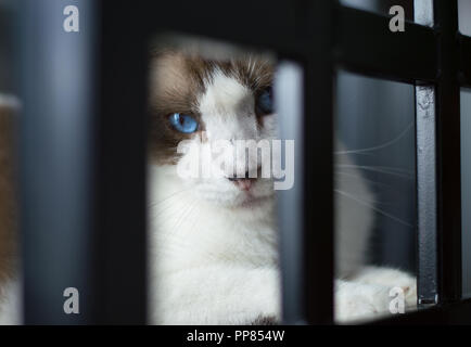 Weiß Schneeschuh Katze mit blauen Augen sitzt auf einem schwarzen Stuhl suchen direkt an Sie. Stockfoto