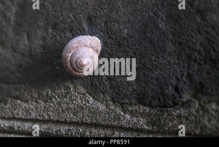 Ein einsames Land snail Gleiten auf einem Kieselstrand Wand Stockfoto