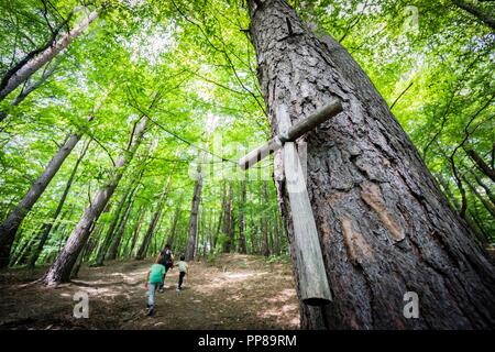 Cruz votiva en el bosque, Subida a la Iglesia de Madera, Ulucz, Valle del Rio San, voivodato de La Pequeña Polonia, Cárpatos, Polonia, Europa. Stockfoto