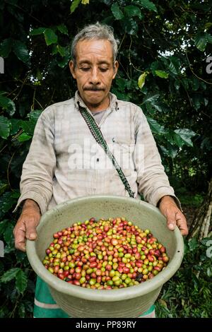 Recoleccion de Café, La Taña, Zona Reyna, Departamento de Uspantan, Guatemala, Mittelamerika. Stockfoto