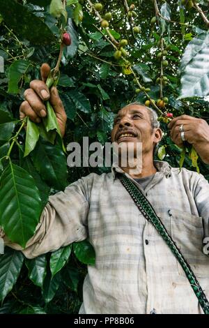 Recoleccion de Café, La Taña, Zona Reyna, Departamento de Uspantan, Guatemala, Mittelamerika. Stockfoto