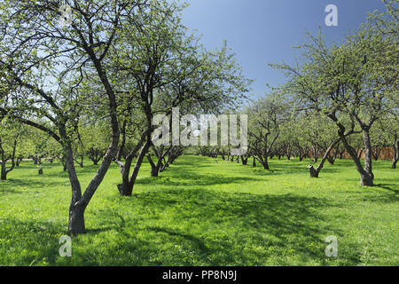 Sonniger Tag im Apfelgarten im Frühling, Kolomenskoe, Moskau, Russland Stockfoto