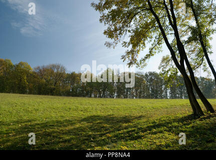 Grüne Lichtung im Herbst im Sofijivsky Park, Uman, Ukraine Stockfoto