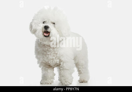 Ein Hund der Bichon frize brüten auf weiße Farbe studio isoliert Stockfoto