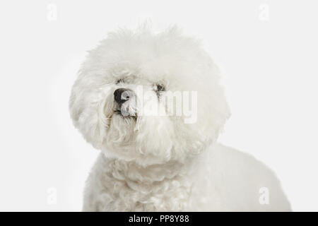 Ein Hund der Bichon frize brüten auf weiße Farbe studio isoliert Stockfoto