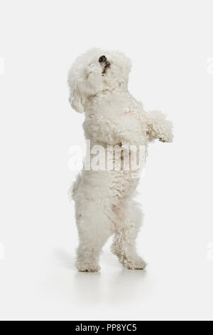 Ein Hund der Bichon frize brüten auf weiße Farbe studio isoliert Stockfoto