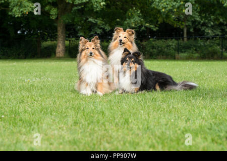 Drei Shetland Sheepdogs liegend in einem Gras Feld Stockfoto