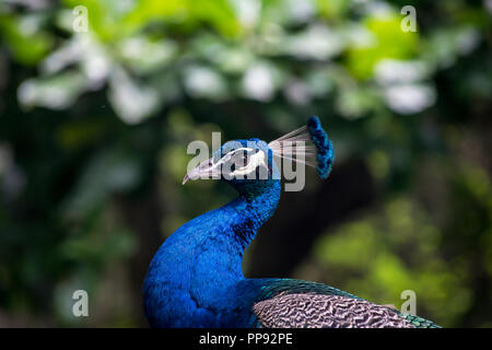 Pfau im Profil Stockfoto