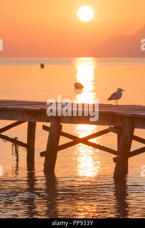 Europa Spanien Nord Mallorca Playa de Muro, langer Holzsteg in der Bucht von Alcudia bei Sonnenaufgang, Vögel genießen sterben Morgenstunde Stockfoto