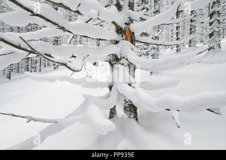 Winterlandschaft in einem Bergwald mit verschneiten Tannenzweigen Stockfoto