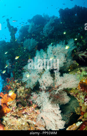 Korallen inkrustierende auf Liberty Wrack, Tulamben Bali Indonesien. Stockfoto