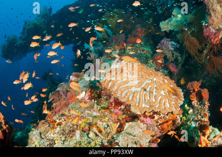 Korallen und Fische leben auf Liberty Wrack, Tulamben Bali Indonesien. Stockfoto