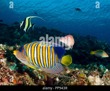 Reef scenic mit Regal angelfish, Pygoplites diacanthus, Tulamben Bali Indonesien. Stockfoto