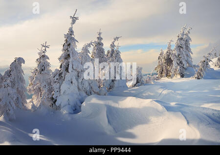 Weihnachten Landschaft. Winter Wald in den Bergen. Tanne unter dem Schnee. Schöne Schneeverwehungen Stockfoto