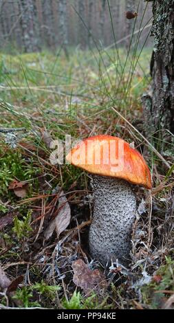 Orange-cap Steinpilze auf Gras. Stockfoto