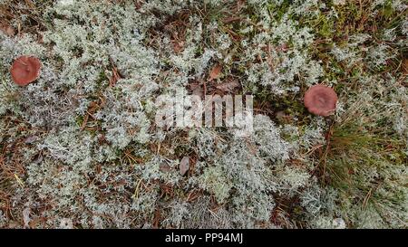 Lactarius Rufus auf Wald wächst Stockfoto