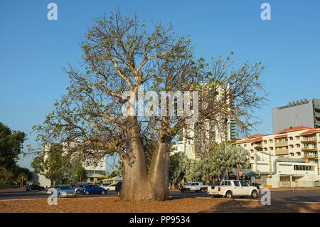 Die boab Baum in der Darwin Post Parkplatz wurde in den späten 1800 gepflanzt und die Website von Darwin City erste Grundschule markieren. Stockfoto