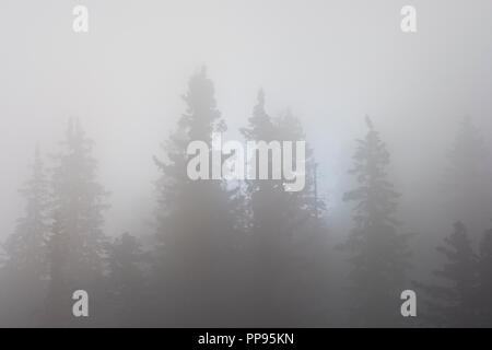 Hintergrundbeleuchtung Pinien im Nebel, Schwarzweiß, Schwarz und Weiß. Stockfoto