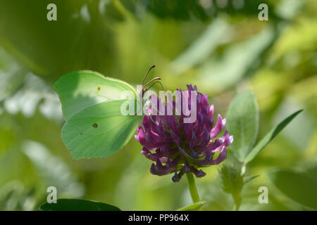 Buttefly gemeinsame Brimstone Gonepteryx rhamni () Ernährung auf eine wilde Blume. Firma Lugi, Karpaten, Ukraine, Juni, 2018 Stockfoto