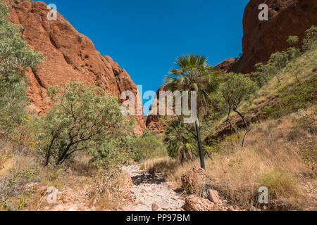 Palmen in Purnululu, die Bungle Bungles, East Kimberley Region, Western Australia Stockfoto