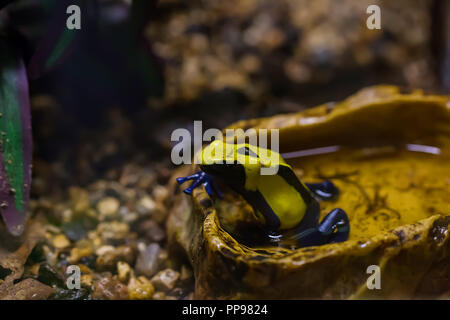 Gelb und Schwarz poison dart Frog, dendrobates galactonotus von Brasilien Amazonas Regenwald, exotische Haustier im tropischen Regenwald Terrarium Stockfoto