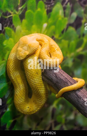 Nahaufnahme eines giftigen Bush Viper Snake, Atheris squamigera, - Gelbe Phase Stockfoto