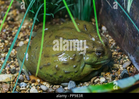 Giant African Bullfrog, Pyxicephalus adspersus, Südafrika Stockfoto