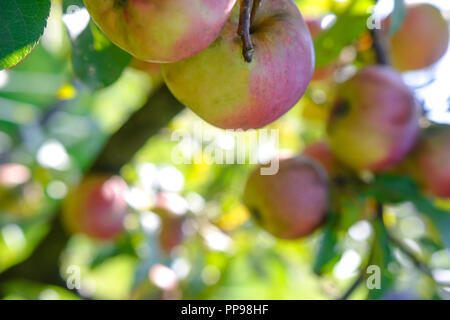 Landwirtschaftlichen Hintergrund - Bündel Äpfel auf dem Baum aus biologischer Landwirtschaft (sehr geringe DOF) Stockfoto