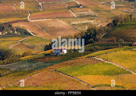 Bunte herbstliche Weinberge auf den Hügeln der Langhe in Piemont, Italien. Stockfoto