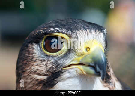 Lannerfalke, Falco biarmicus in Gefangenschaft Stockfoto