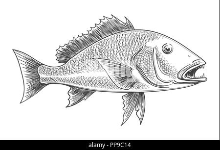 Fisch Gravur. Fische Tiere retro Tuschezeichnung auf weißem Hintergrund für Vintage angeln Dekoration isoliert, Vector Illustration Stock Vektor