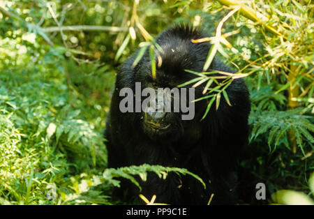 Berggorilla (Gorilla beringei beringei) im Unterholz, Volcanoes National Park, Ruanda, Afrika. Stockfoto