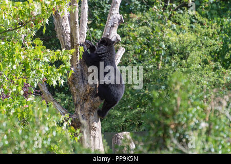 Eine captive Andengemeinschaft, auch bekannt als ein brillenbär Klettern in einem Baum an den Zoo. Stockfoto